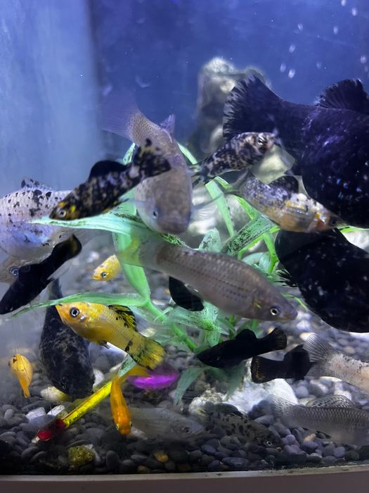 (Já estão todos prometidos) Peixes molly/platy
