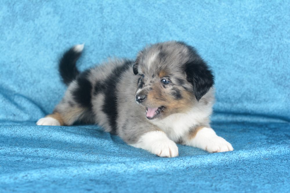 Miniaturowy Owczarek Amerykański- suczka blue merle