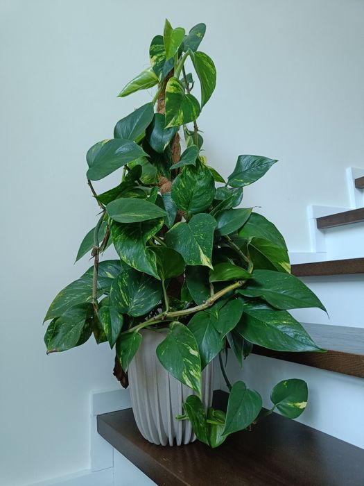 Scindapsus Epipremnum 90 cm