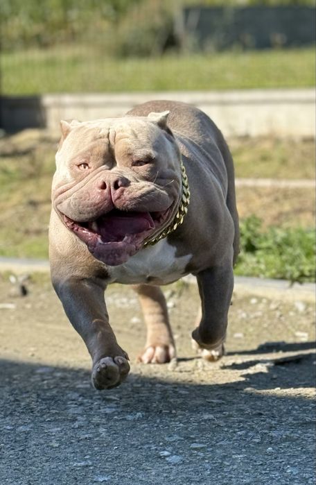 American bully pocket