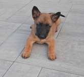 Owczarek belgijski Malinois suczka gotowa do odbioru