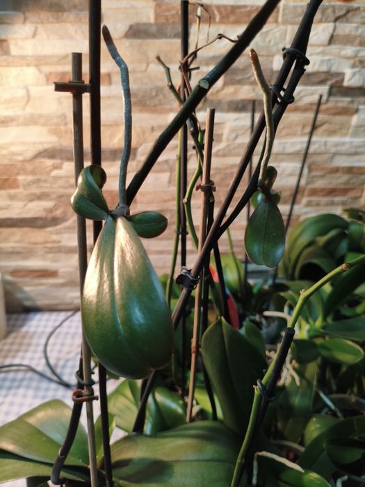 Wyprzedaż kolekcji domowych storczyków – 10 sztuk za 120 zł!