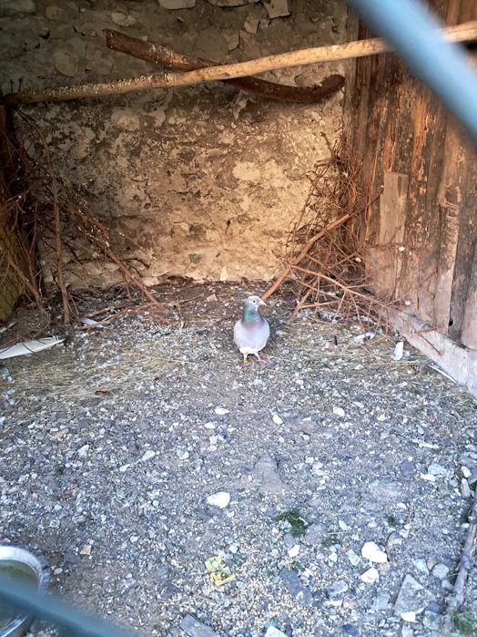 Sprzedam gołebie DV