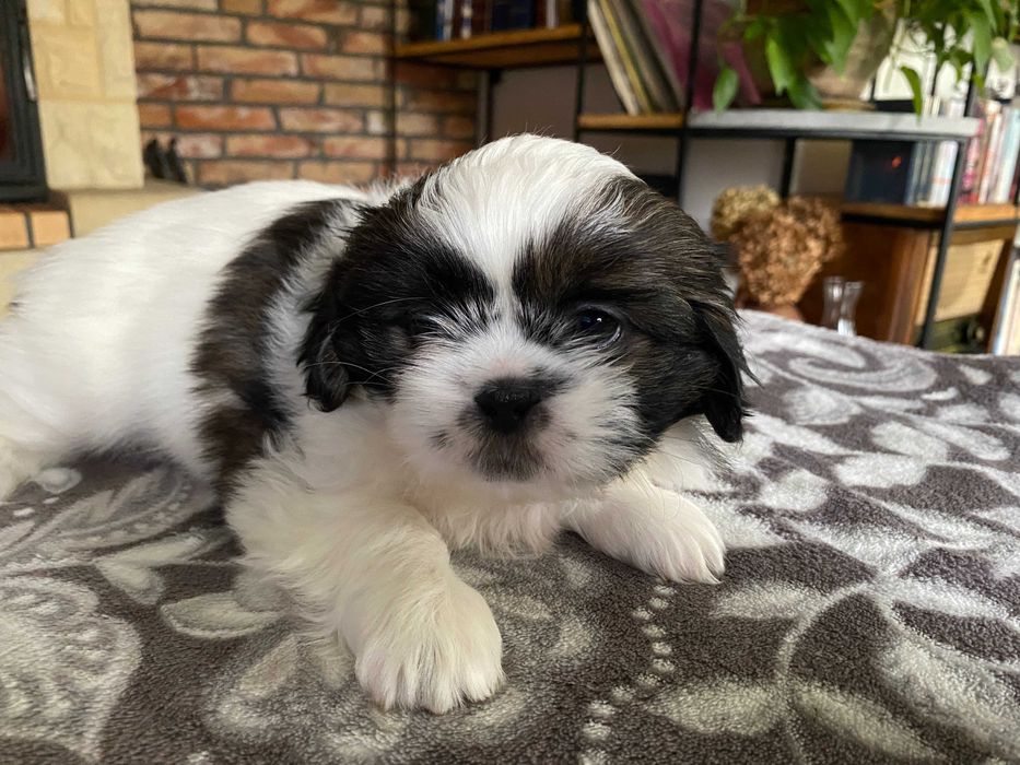 Szczeniak dziewczynka Shih Tzu z rodowodem suczka