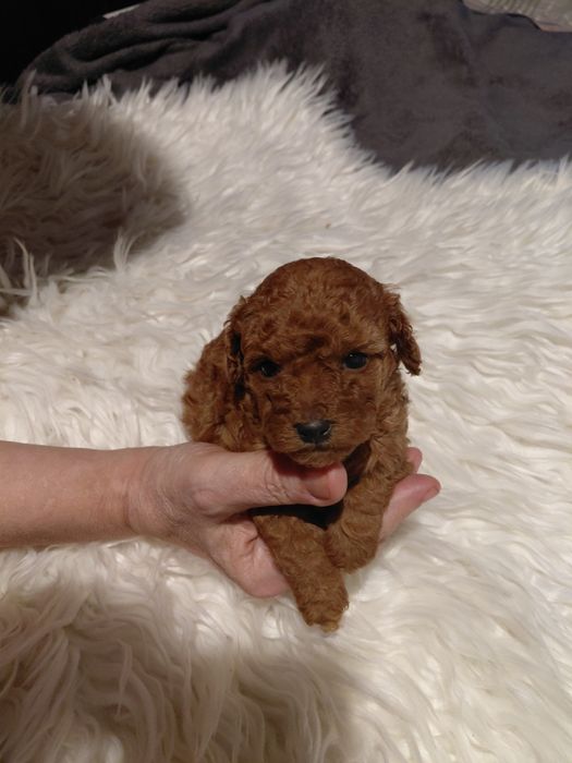 Pudel toy - suczka ciemny red