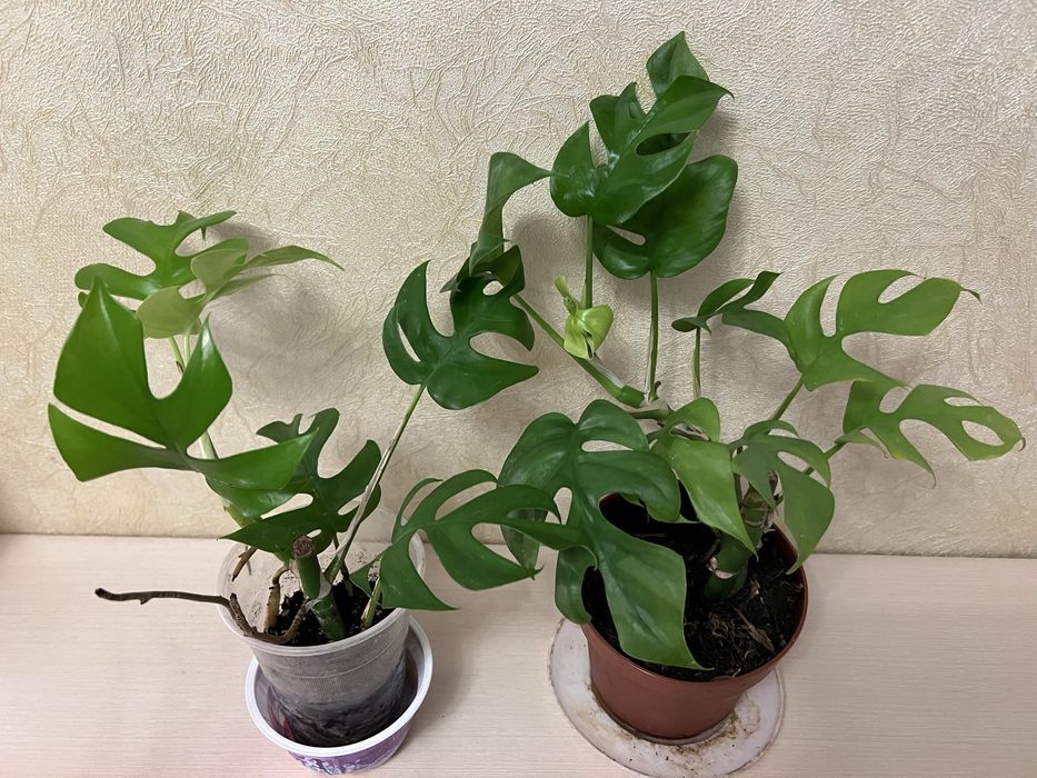 Монстера мініма минима