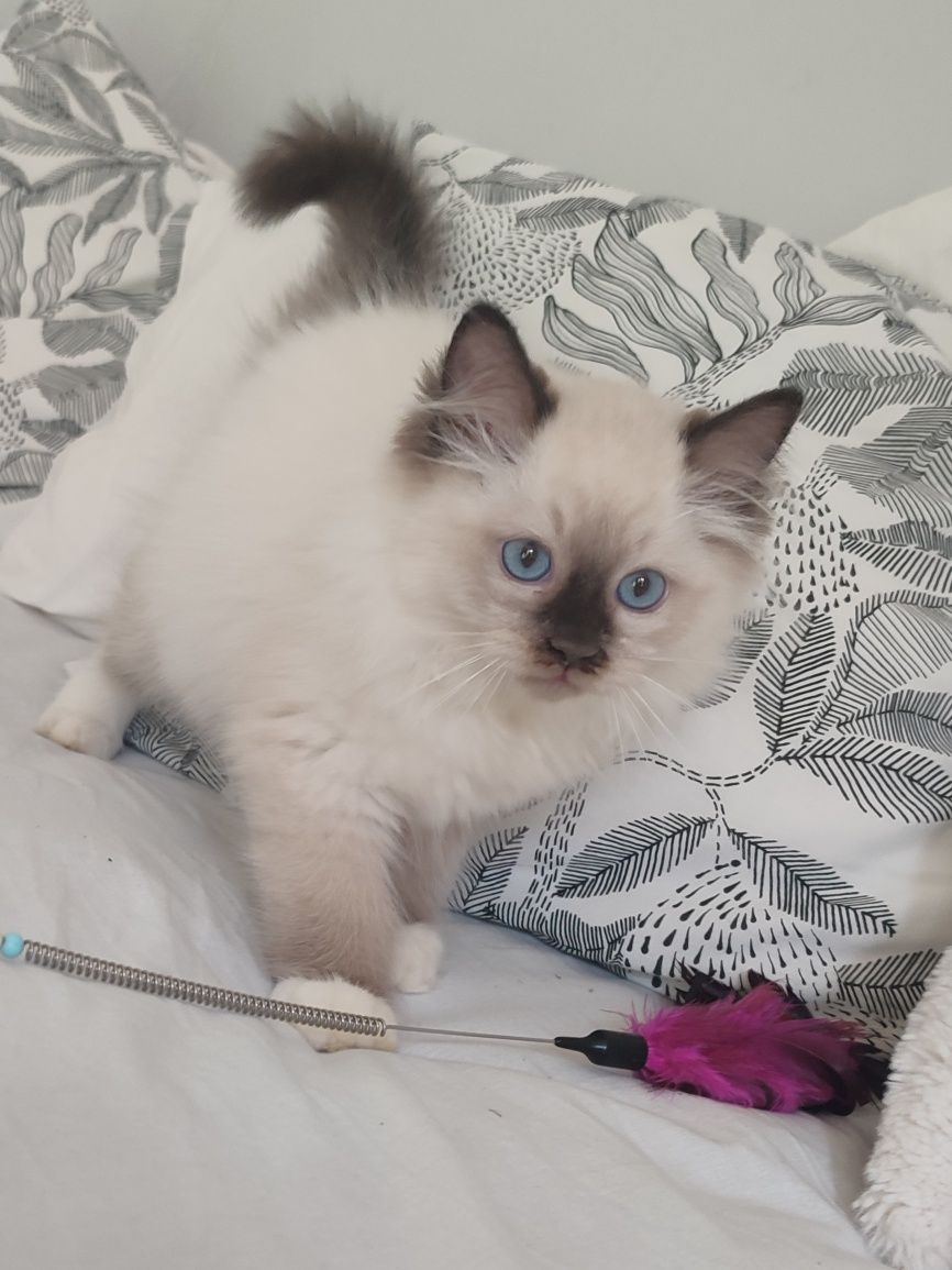 Kocurek RAGDOLL seal mitted GOTOWY do odbioru
