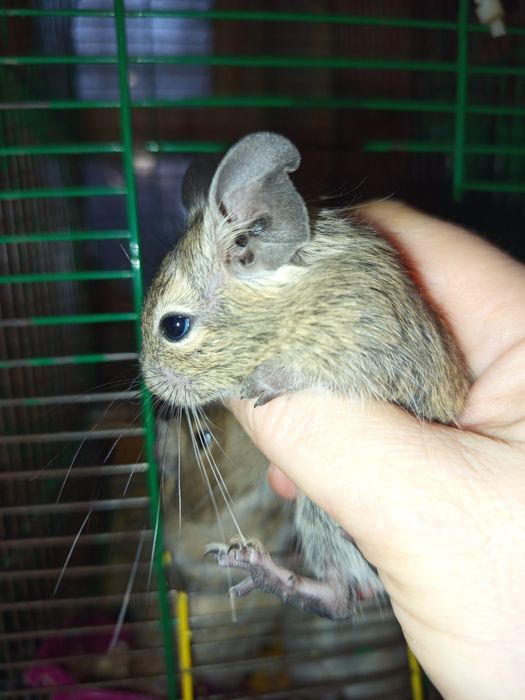 Веселые дегусята