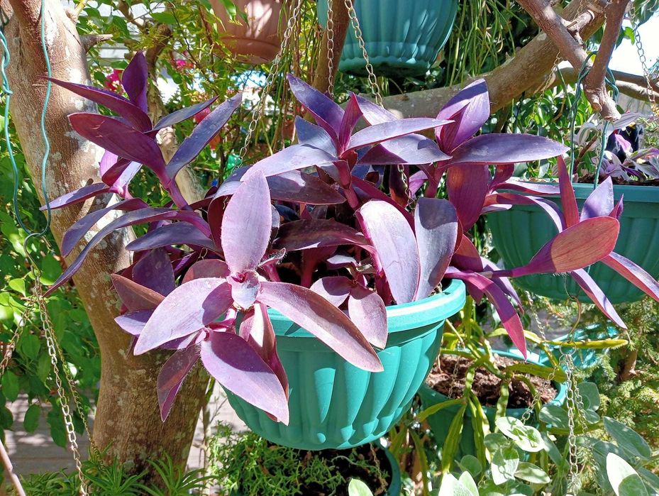 Planta natural, super linda