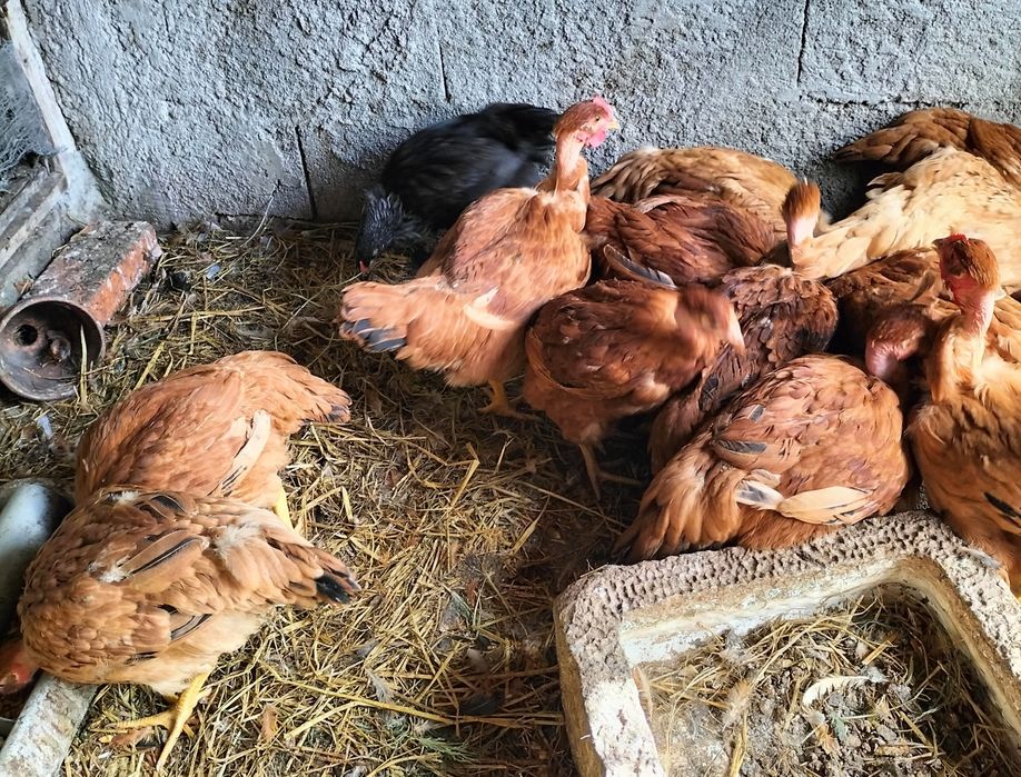 Frangas amarelas de carne