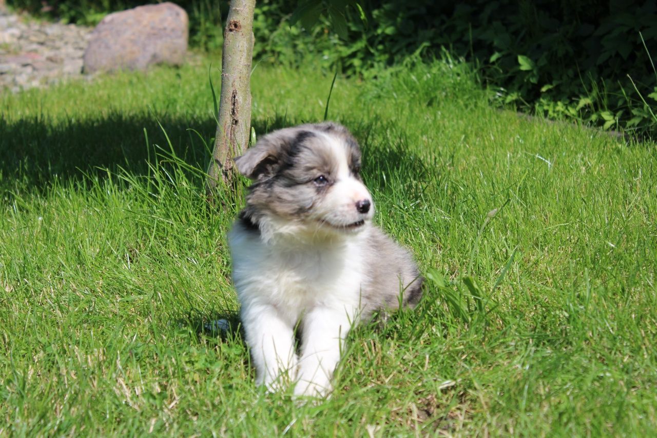 GOTOWE DO ODBIORU! Border collie suczka blue merle