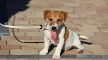 Wesoły Jack Russell Terrier z hodowli BREFIO/ badania genetyczne