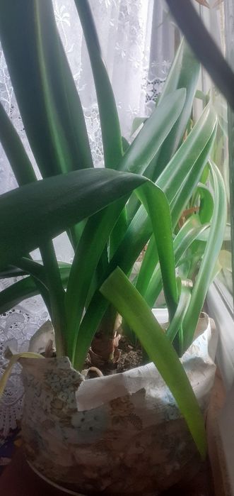 Гіпеаструм, Амариліс, Калла,  Алоє, Калатея, Юка кімнатна.