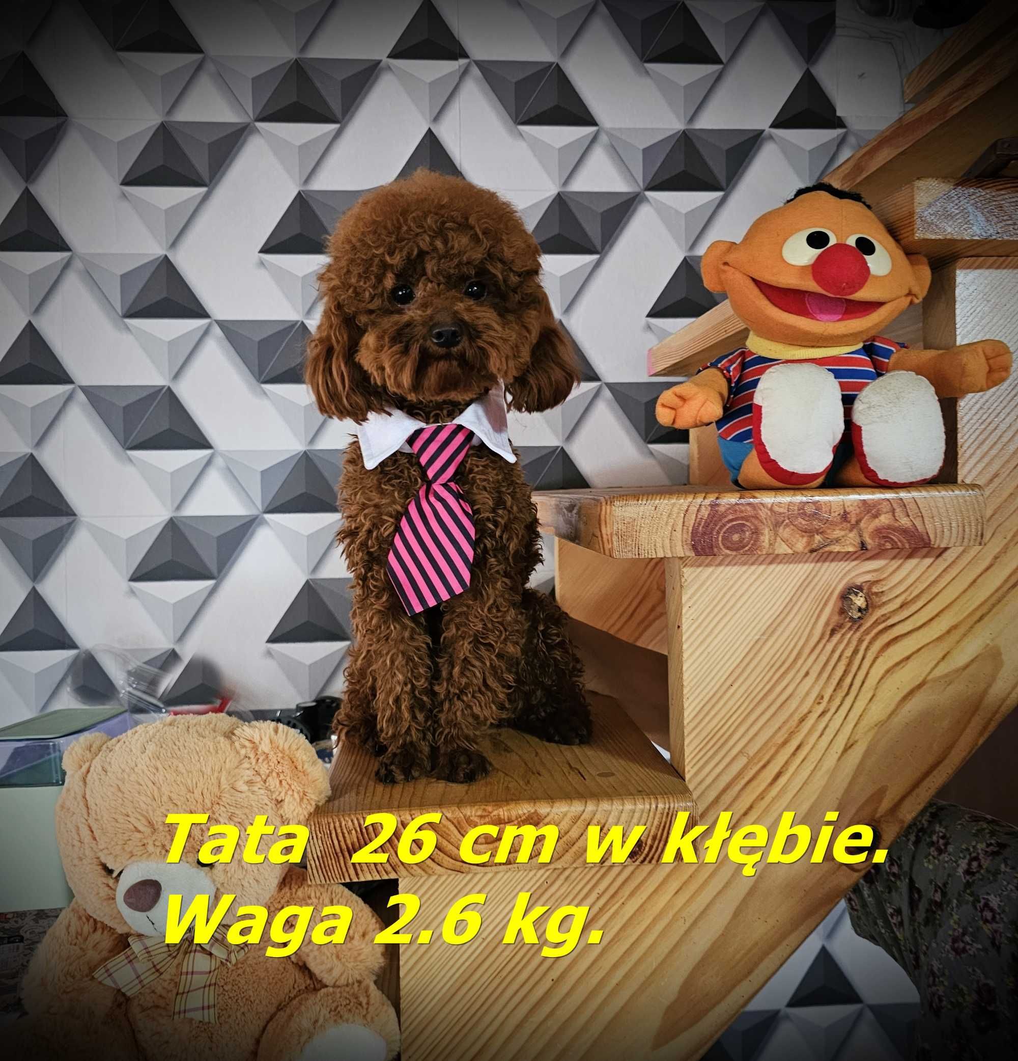 Reproduktor Pudel Toy Red Brown 2.60kg sprowadzony z  CHIN