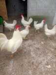 leghorn white pintos e ovos galados