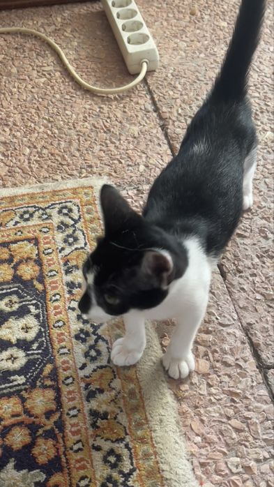 Muito Urgente !! Gatinhos para dar
