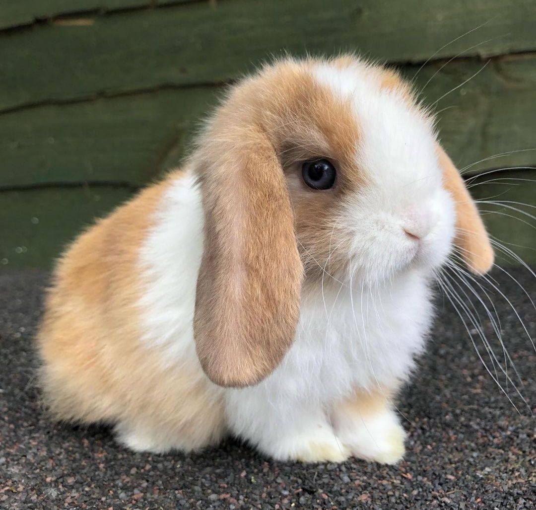 KIT Coelhos anões orelhudos, mini lop Coelhinhos adoráveis muit dóceis