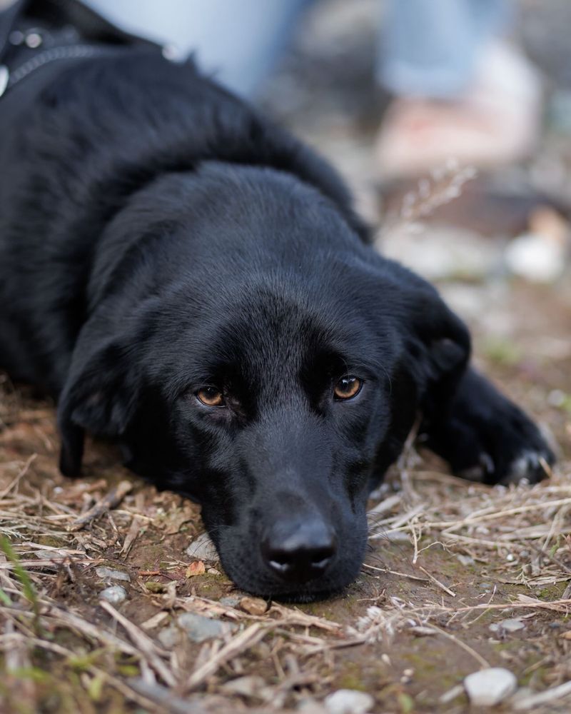 Szczeniak do adopcji za darmo