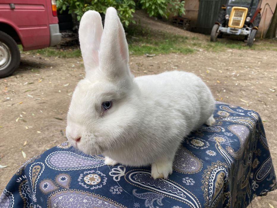 Wiedeński BIAŁY Samiczki do wyboru 4szt