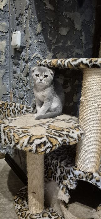 Шотландські кошенята висловушка дівчинка