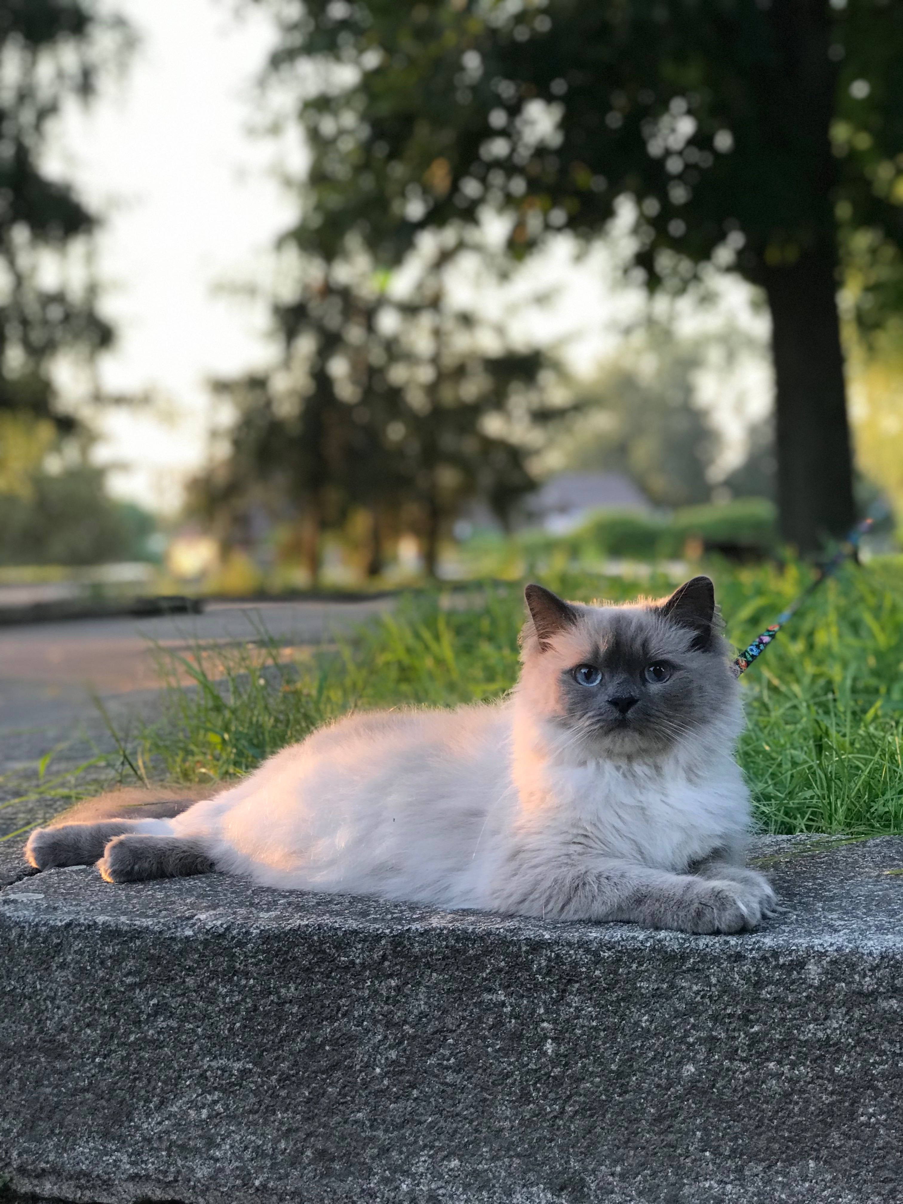 Шукаємо кота Регдолл для вʼязки