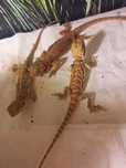 Młoda Agama Brodata red orange