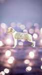 Chart angielski Whippet FCI