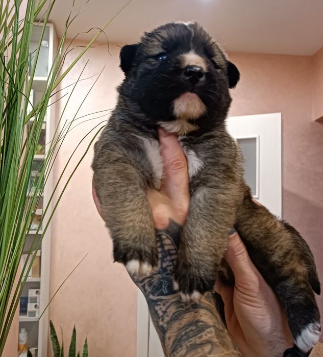 Американська акіта