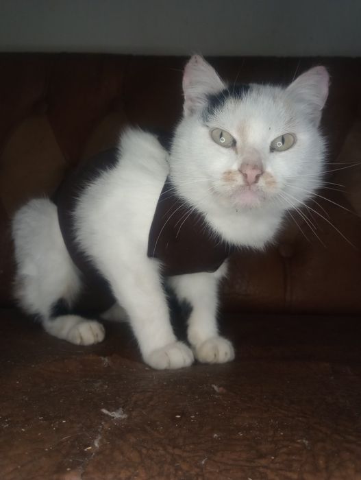 Трёхцветная стерилизованная Яся