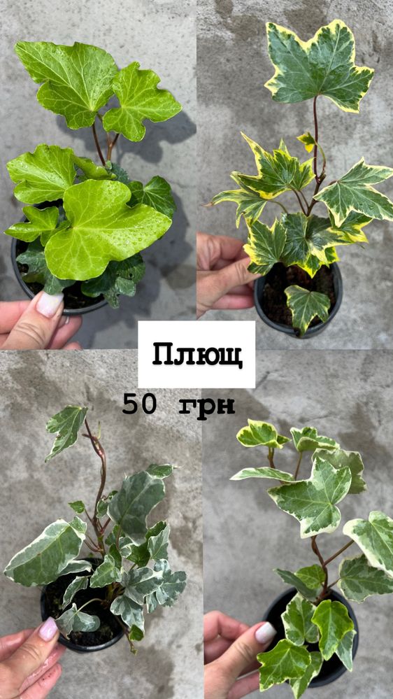 Плющ садовий, багаторічний 13 сортів