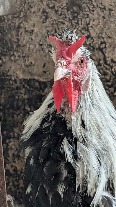 Kury Appenzeller jaja lęgowe