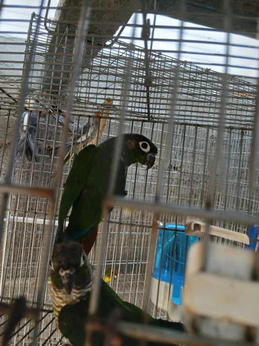 Casal de pyrrhura