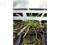 KIT COMPLETO para Planta Carnivora Drosera Capensis var Alba