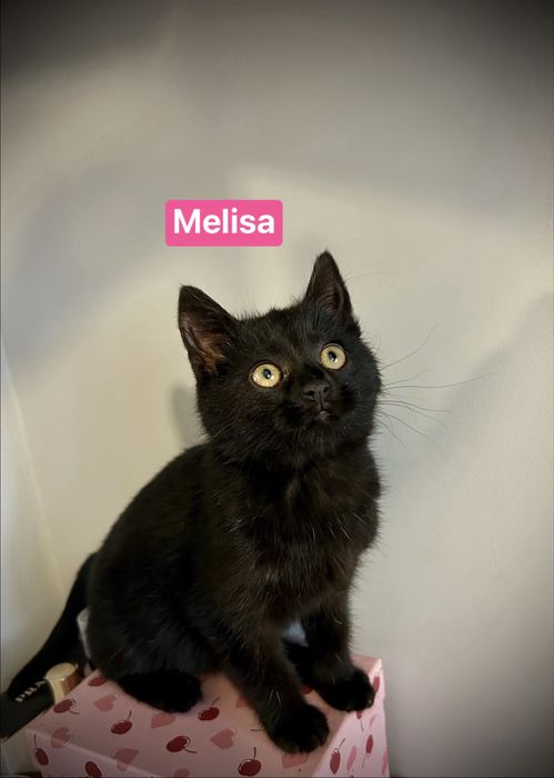 Aria i Melisa- dwie małe koteczki, które wniosą ciepło do Twojego domu