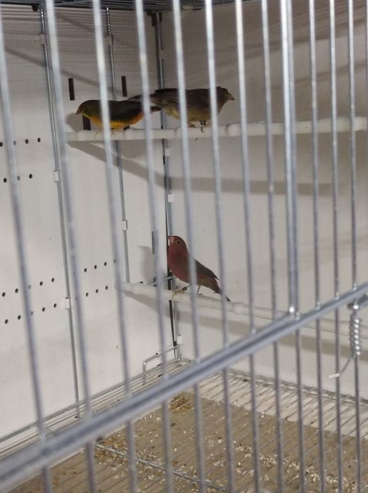 Bengalik Złotobrzuchy samiec