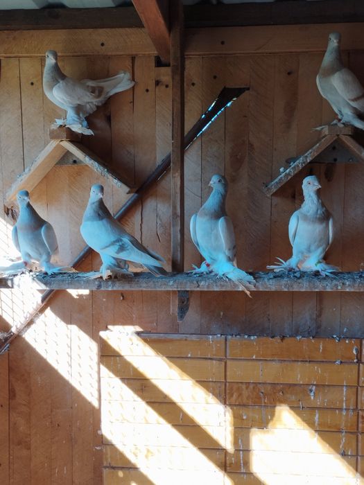 Blawindry ,blauwindry, gołębie ozdobne