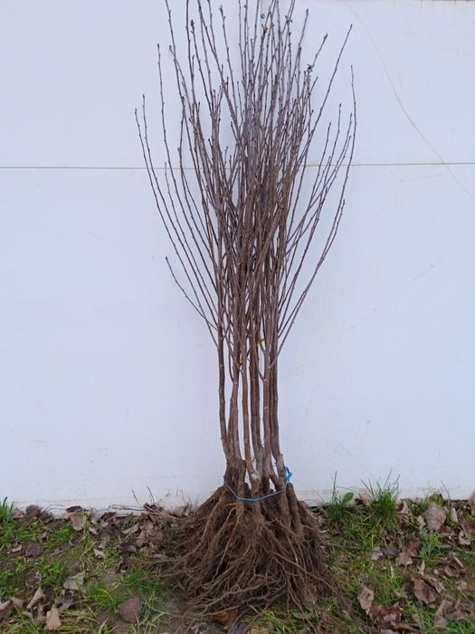 Drzewka owocowe,wisnia,jabłoń,śliwa