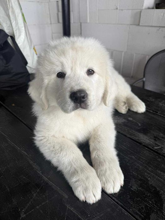 Owczarek Podhalański