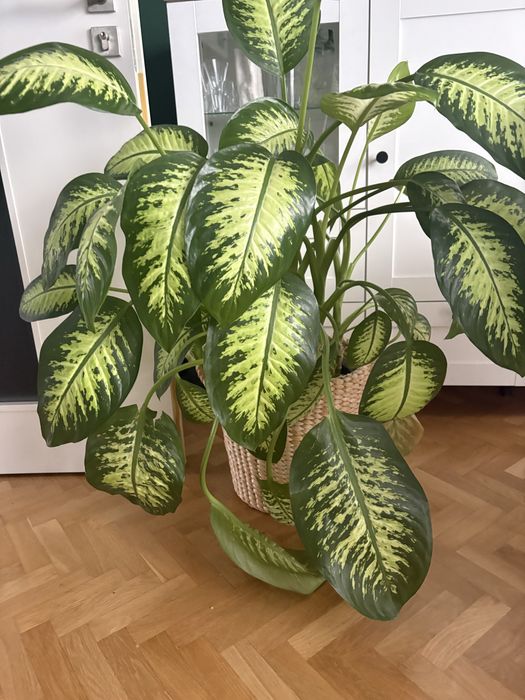 Rozłożysta diffenbachia