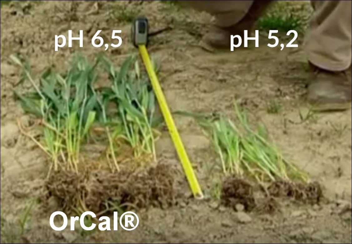 OrCal® - podnieś pH gleby nawet +1 punkt w 3 m-ce, użyźnij glebę