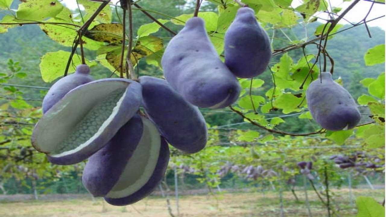 Akebia variegata tigrada, fruta exotica deliciosa
