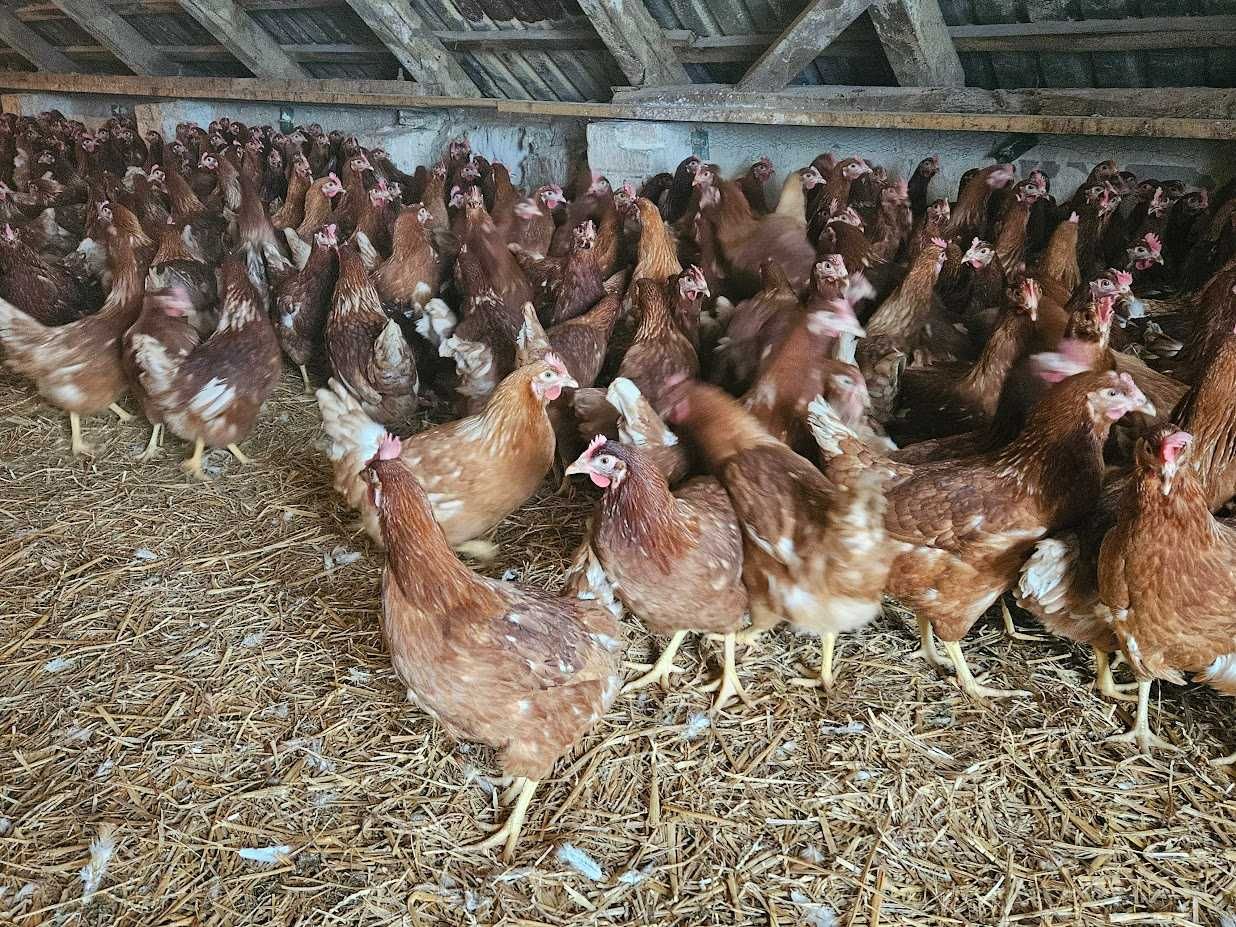 Kury kokoszki nioski Tetra brązowa dowóz Gratis