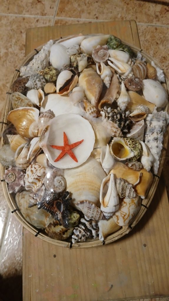 Búzios E Conchas