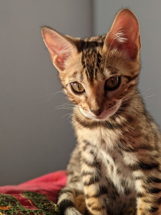 Бенгальські кошенята Елітні