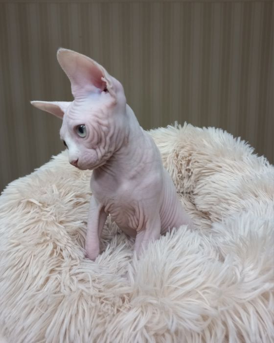 Сестрички канадики;