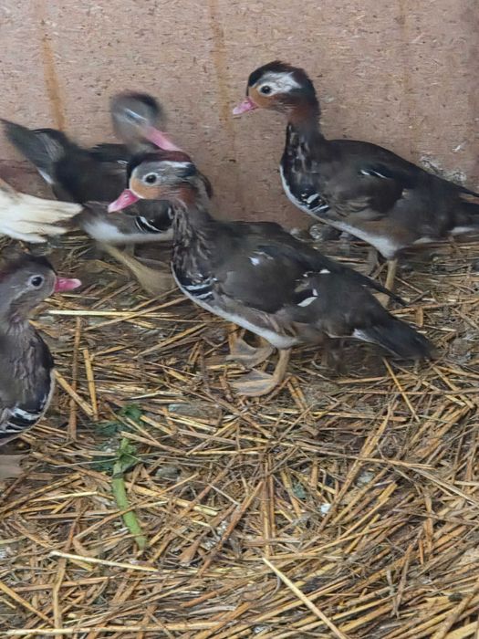 Kaczki mandarynki kaczorki