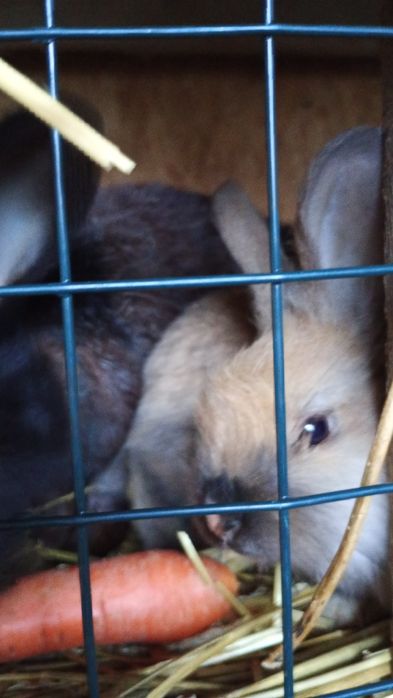 Oddam za darmo kruliczki