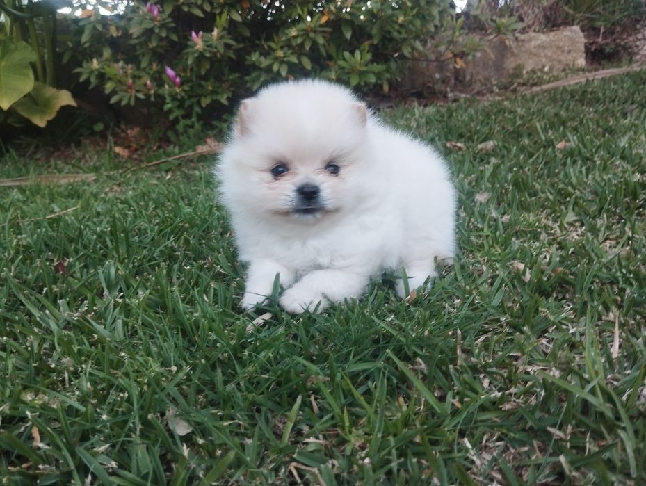 Spitz anão ,lulu da pomerania