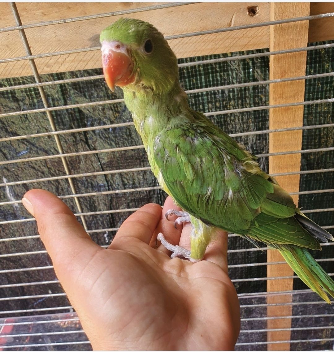 *** Ring Neck verde ***