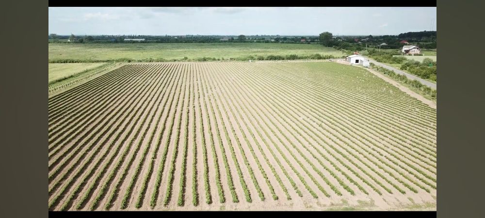 Продається господарство 6 км. від м.Ужгород